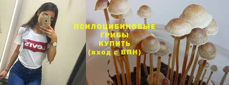 Галлюциногенные грибы Psilocybine cubensis  цена   Муравленко 